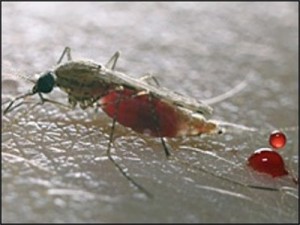 malaria